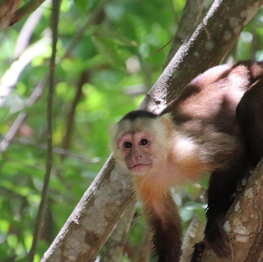 Camping Castilletes Parque Tayrona Bed and Breakfast El Zaino Exteriör bild